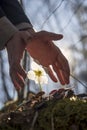 Male hands making a protective gesture over white Hellebore flow