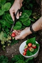 Male hands pick strawberries. Natural organic farm product. Vertical shot