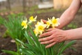 Male hands plant spring flowers. Hands and daffodils closeup and copy space