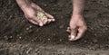 Male hands planting a pea seeds Royalty Free Stock Photo