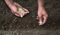 Male hands planting a pea seeds Royalty Free Stock Photo