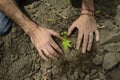 Male hands planting a small sprout