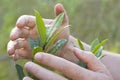 Male hands protecting a plant