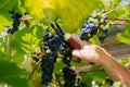 male hands with pruning shears cutting a bunch of red grapes, winemaking and harvesting concept Royalty Free Stock Photo