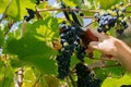 male hands with pruning shears cutting a bunch of red grapes, winemaking and harvesting concept Royalty Free Stock Photo