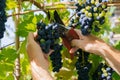 male hands with pruning shears cutting a bunch of red grapes, winemaking and harvesting concept Royalty Free Stock Photo