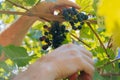 male hands with pruning shears cutting a bunch of red grapes, winemaking and harvesting concept