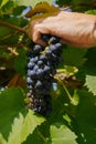 male hands with pruning shears cutting a bunch of red grapes, winemaking and harvesting concept