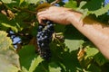 male hands with pruning shears cutting a bunch of red grapes, winemaking and harvesting concept