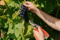 male hands with pruning shears cutting a bunch of red grapes, winemaking and harvesting concept