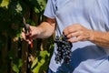 male hands with pruning shears cutting a bunch of red grapes, winemaking and harvesting concept