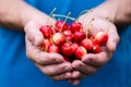 Cherry in hand, close-up Royalty Free Stock Photo