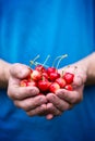 Male hands with a red cherry tree Royalty Free Stock Photo