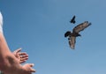 Male hands releasing two Doves or pigeons into the sky. symbolic image of Freedom, Liberation, and Equality Royalty Free Stock Photo