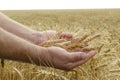 Male hands and ripe wheat stems against field. Summer time for wheat harvestin Royalty Free Stock Photo