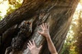 Male hands touching the old bark of a centenary chestnut tree at dawn in the forest, protect nature, green ecological lifestyle