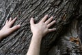 Male hands touching the old bark of a centenary chestnut tree at dawn in the forest, protect nature, green ecological lifestyle