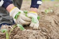 Male hands in work garden gloves touches the seedlings with both hands