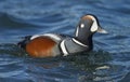 Male Harlequin Duck Histrionicus histrionicus