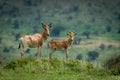 Male hartebeest and calf stand on mound