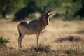 Male hartebeest stands displaying himself on mound