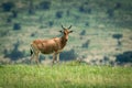 Male hartebeest stands in grass watching camera