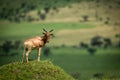 Male hartebeest stands on mound looking round