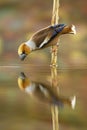 Male hawfinch bending down over water and drawing beak to drink water