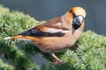 Male hawfinch on a cedar branch Royalty Free Stock Photo