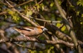 Male Hawfinch, Coccothraustes coccothraustes bird sitting on branch Royalty Free Stock Photo