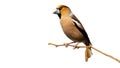 Male hawfinch sitting on branch isolated on white background. Royalty Free Stock Photo