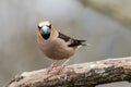 Male Hawfinch sitting on a branch Royalty Free Stock Photo