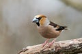 Male Hawfinch sitting on a branch Royalty Free Stock Photo