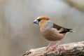 Male Hawfinch sitting on a branch Royalty Free Stock Photo