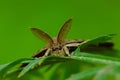 Male hawkmoth'antennae Royalty Free Stock Photo
