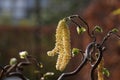 Male Hazel catkins of the corkscrew hazel (Corylus avellana contorta)