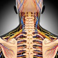 Male head back view circulatory system in gray