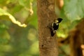 Male Heart spotted Woodpecker, Hemicircus canente, Dandeli, Karnataka Royalty Free Stock Photo