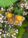 Male Hedge Brown or Gatekeeper Butterfly