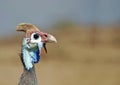 Male helmeted guinea fowl