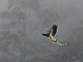 Male Helmeted Hornbill flying freely in Tropical Forest