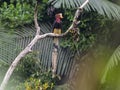 male Helmeted Hornbill Royalty Free Stock Photo