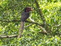 Male Helmeted Hornbill Standing close in the tree Royalty Free Stock Photo