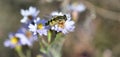 Male Helophilus trivittatus, Palearctic hoverfly, hoverfly on the Tripolium pannonicum Royalty Free Stock Photo