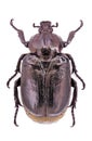 Male hermit beetle (Osmoderma eremita)