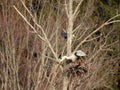 Great Blue Heron joins mate to inspect nest