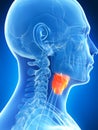 Male highlighted larynx Royalty Free Stock Photo
