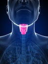 Male highlighted larynx