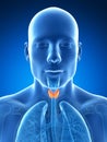 Male highlighted thyroid gland