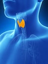 Male highlighted thyroid gland